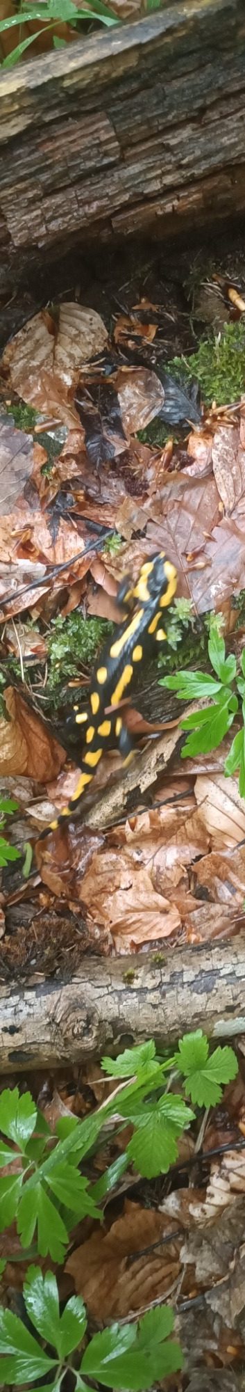 Feuersalamander